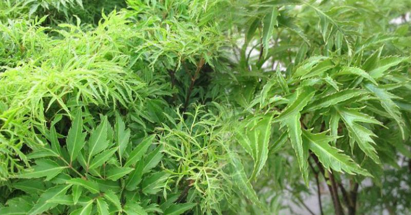 Uống lá đinh lăng mất sữa hay lợi sữa?